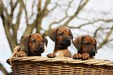 RODESIAN RIDGEBACK 210